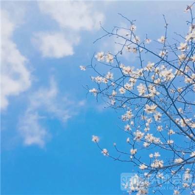 管家婆一码一肖资料大全app下载