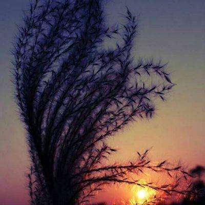 九游会演示计划截图